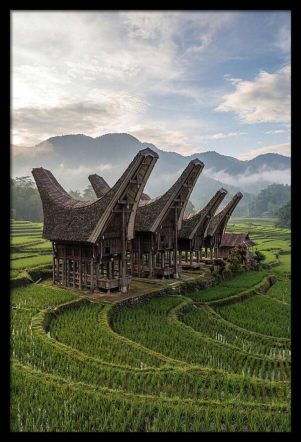 Tana Toraja Rice Terraces