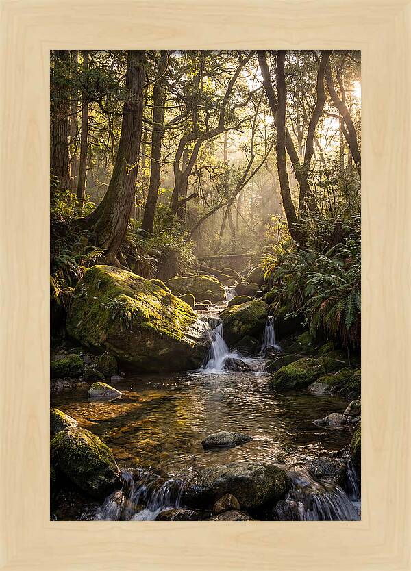 Tanyard Creek Serenity