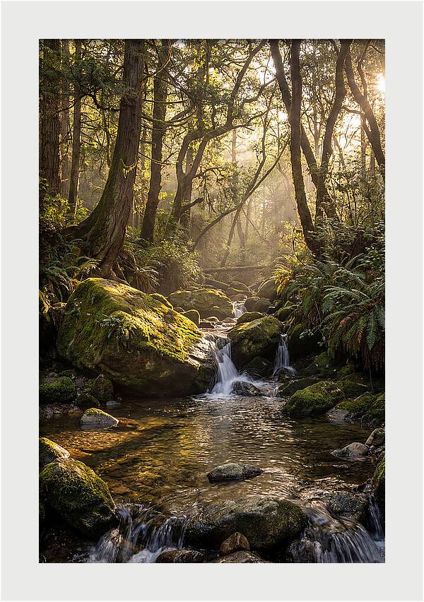 Tanyard Creek Serenity