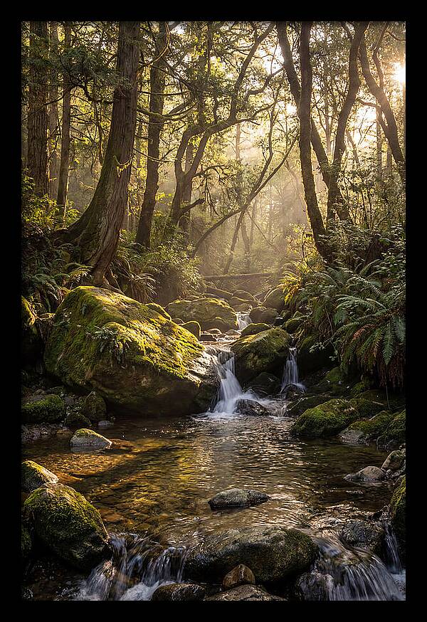 Tanyard Creek Serenity