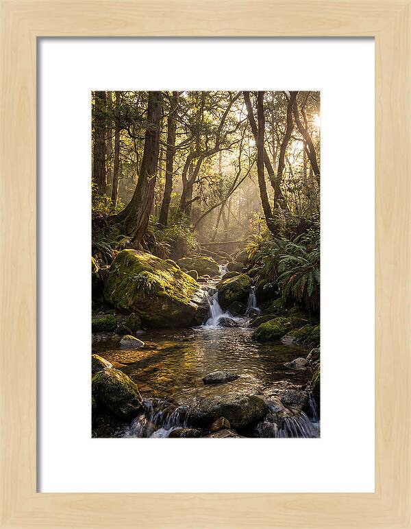 Tanyard Creek Serenity