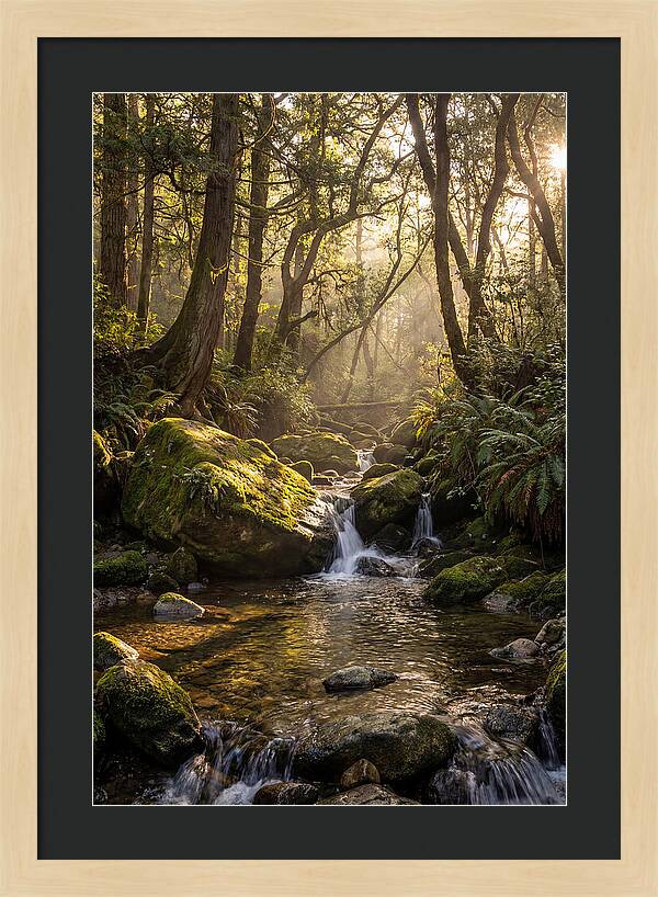 Tanyard Creek Serenity
