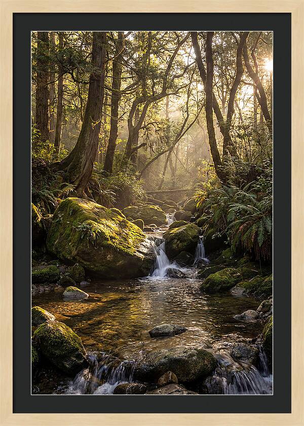 Tanyard Creek Serenity
