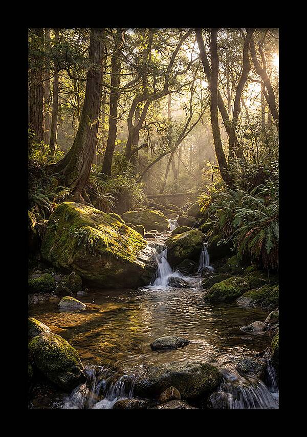 Tanyard Creek Serenity