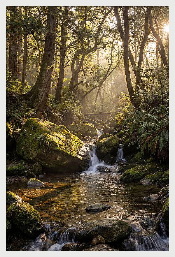 Tanyard Creek Serenity