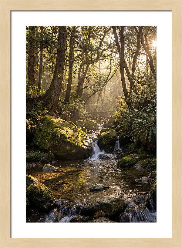 Tanyard Creek Serenity