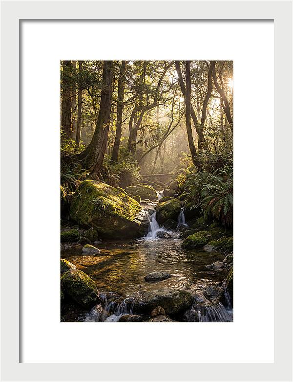 Tanyard Creek Serenity