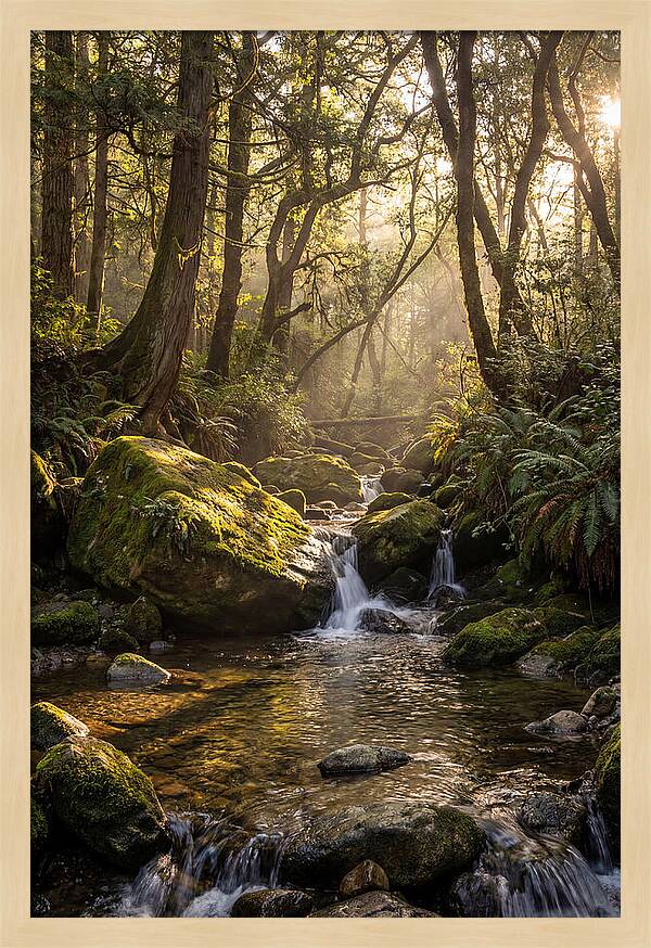 Tanyard Creek Serenity
