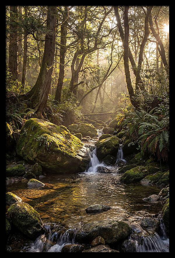 Tanyard Creek Serenity
