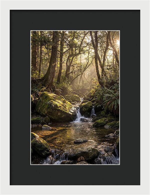 Tanyard Creek Serenity
