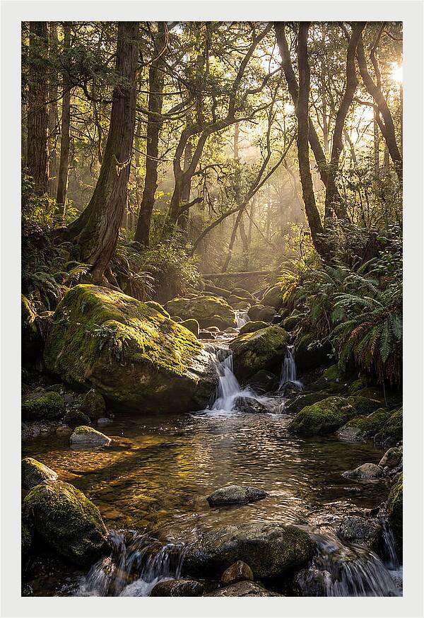Tanyard Creek Serenity