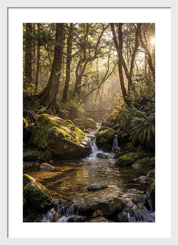 Tanyard Creek Serenity