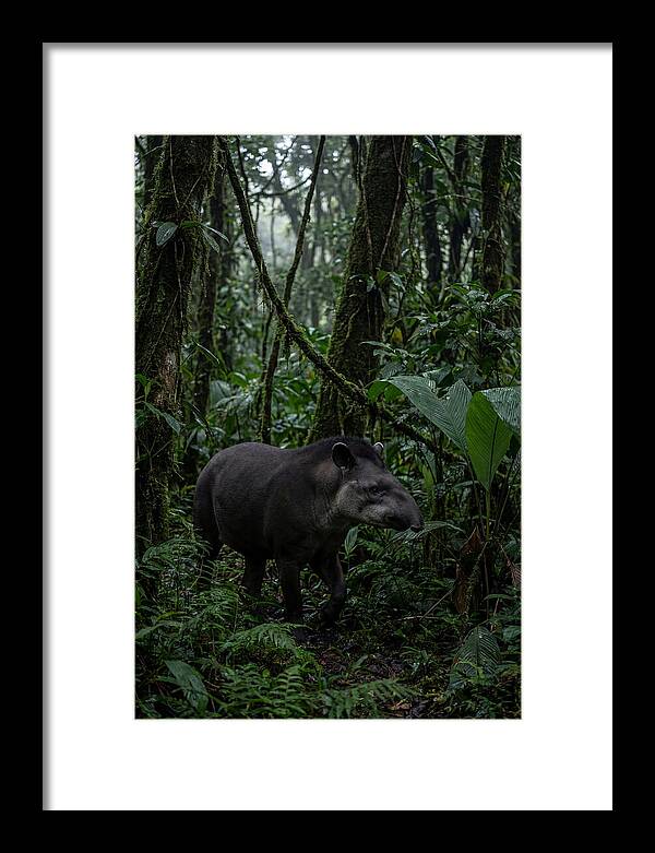 Tapir Among Tropical Foliage