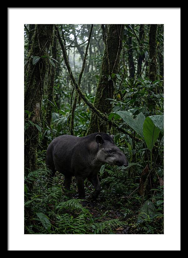 Tapir Among Tropical Foliage