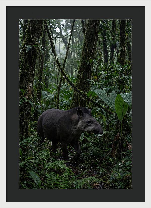 Tapir Among Tropical Foliage