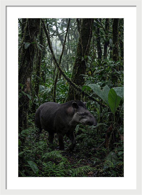 Tapir Among Tropical Foliage
