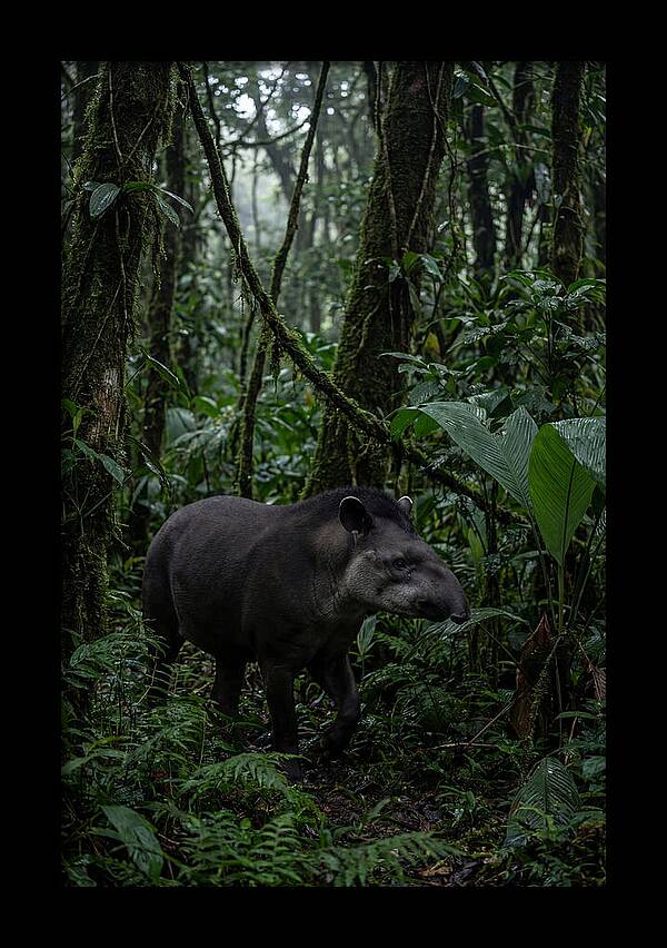 Tapir Among Tropical Foliage
