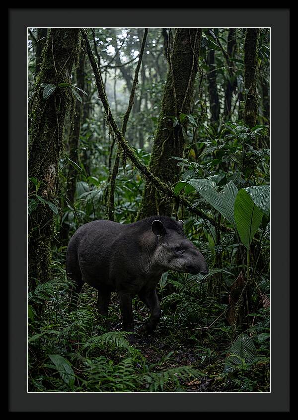 Tapir Among Tropical Foliage