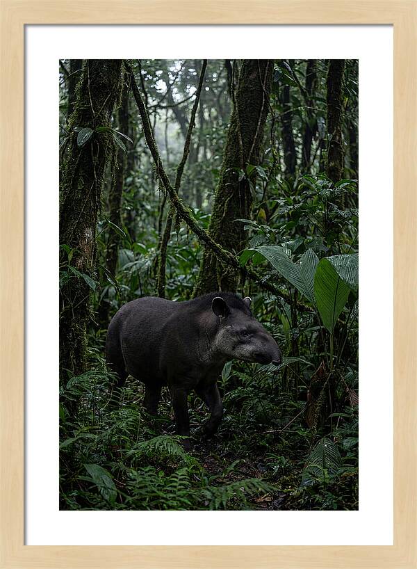 Tapir Among Tropical Foliage