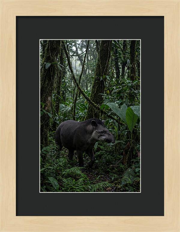 Tapir Among Tropical Foliage
