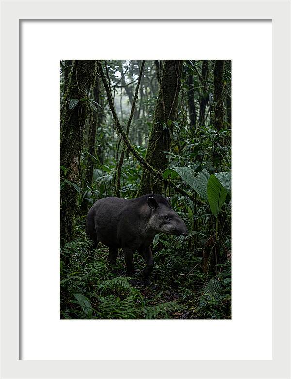 Tapir Among Tropical Foliage
