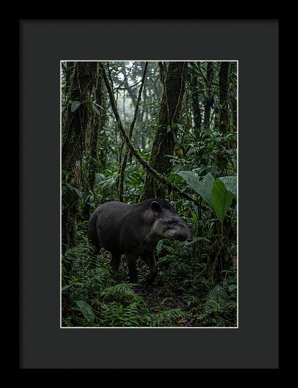 Tapir Among Tropical Foliage