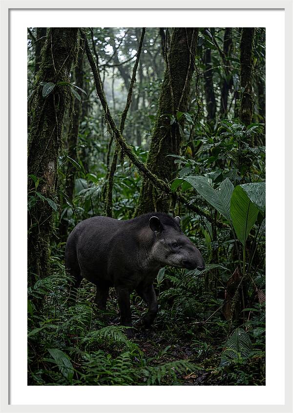 Tapir Among Tropical Foliage