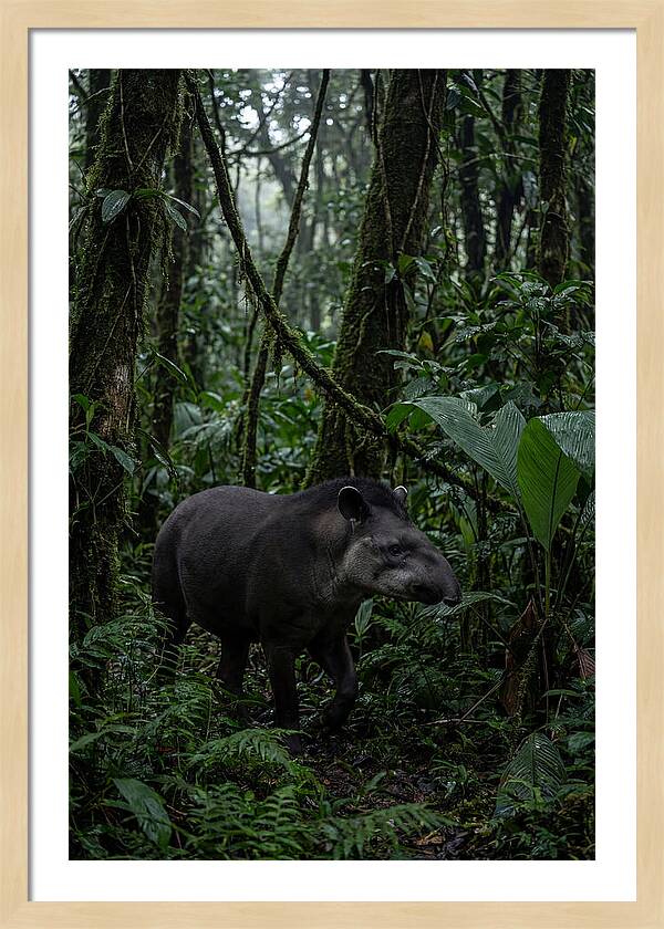Tapir Among Tropical Foliage