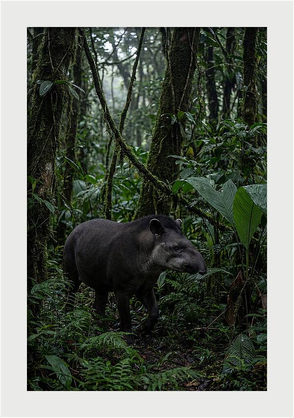 Tapir Among Tropical Foliage
