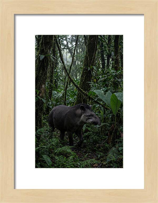 Tapir Among Tropical Foliage