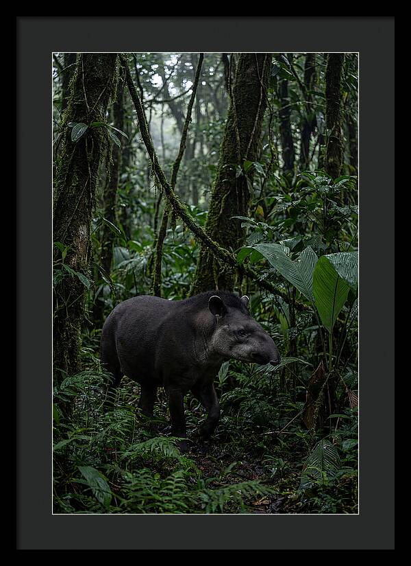 Tapir Among Tropical Foliage