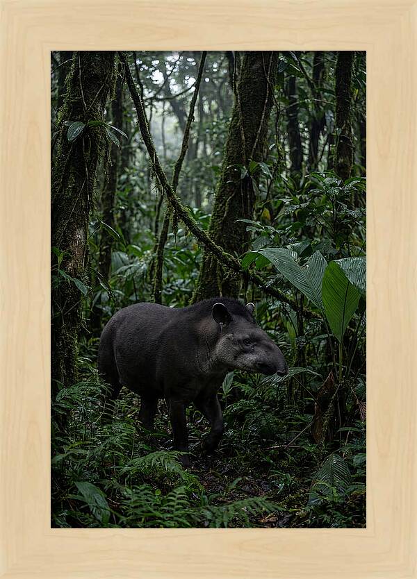 Tapir Among Tropical Foliage