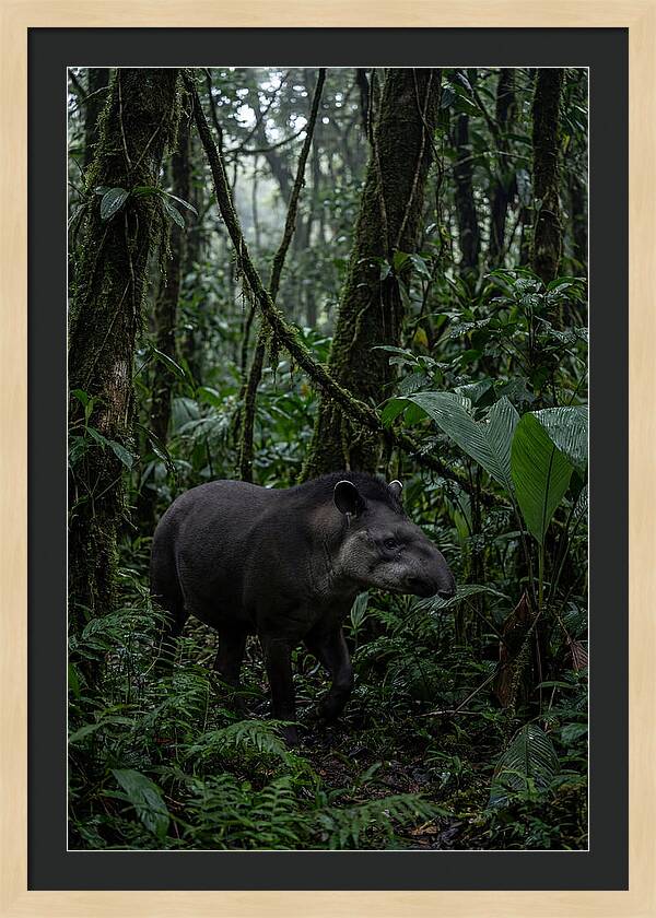 Tapir Among Tropical Foliage