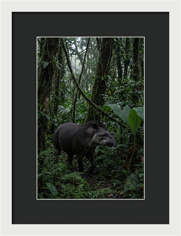 Tapir Among Tropical Foliage