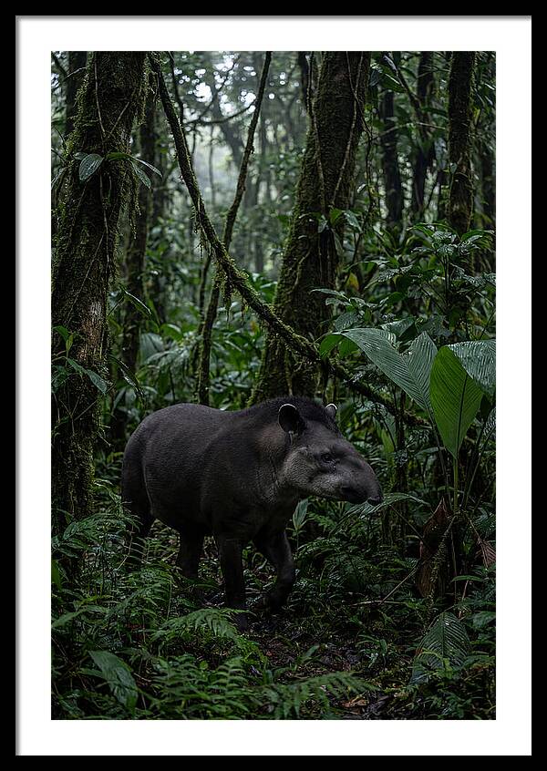 Tapir Among Tropical Foliage