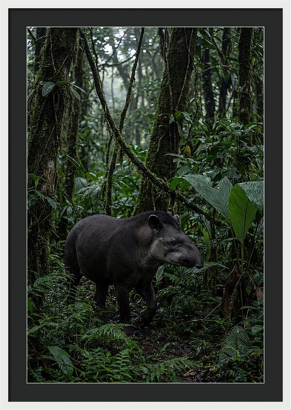 Tapir Among Tropical Foliage