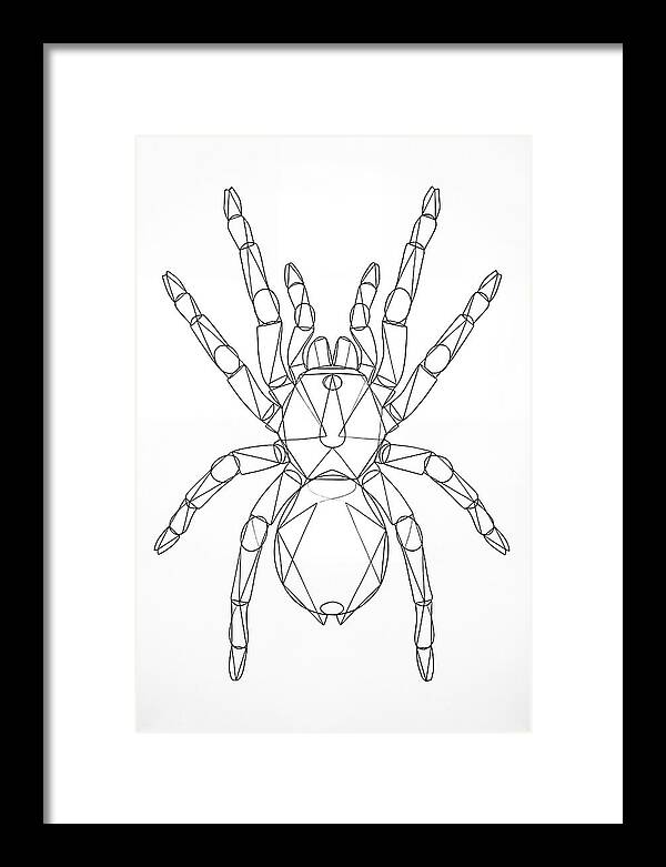 Tarantula Minimalist