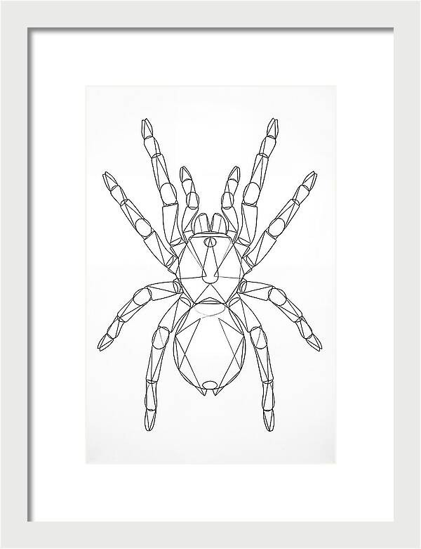 Tarantula Minimalist