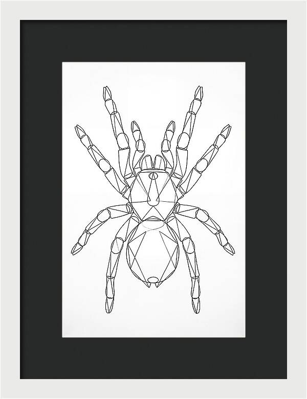Tarantula Minimalist