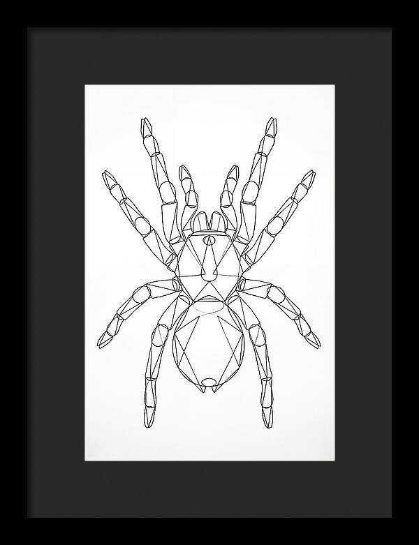 Tarantula Minimalist