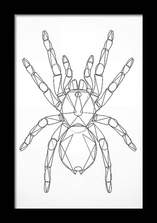 Tarantula Minimalist