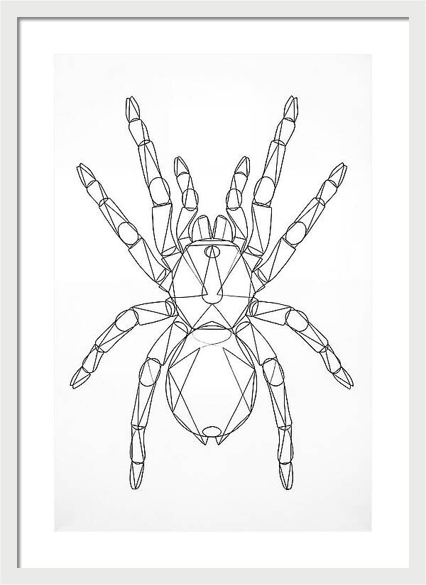 Tarantula Minimalist