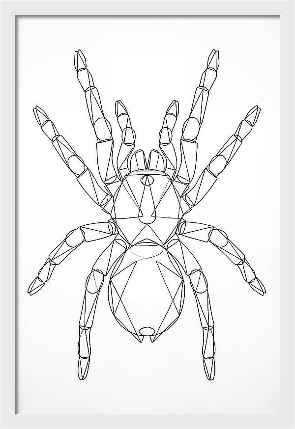 Tarantula Minimalist