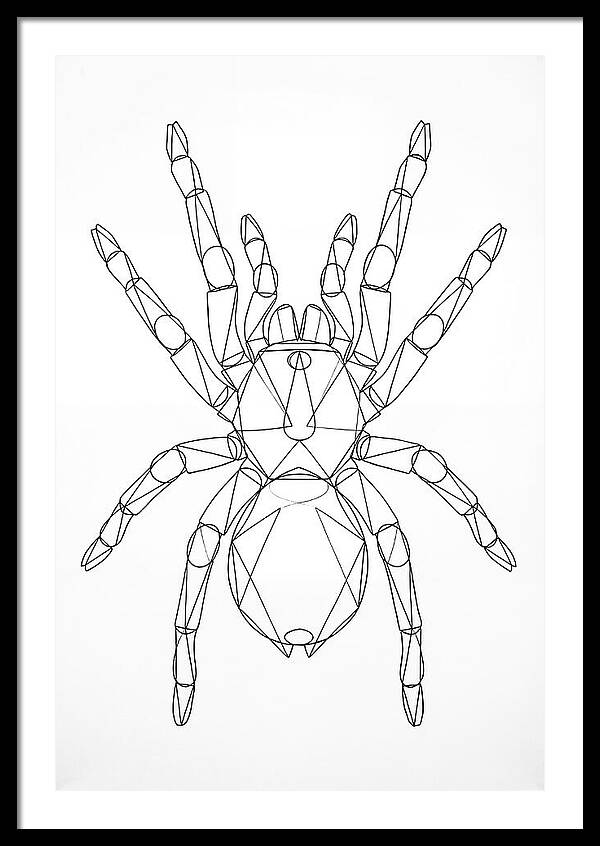 Tarantula Minimalist