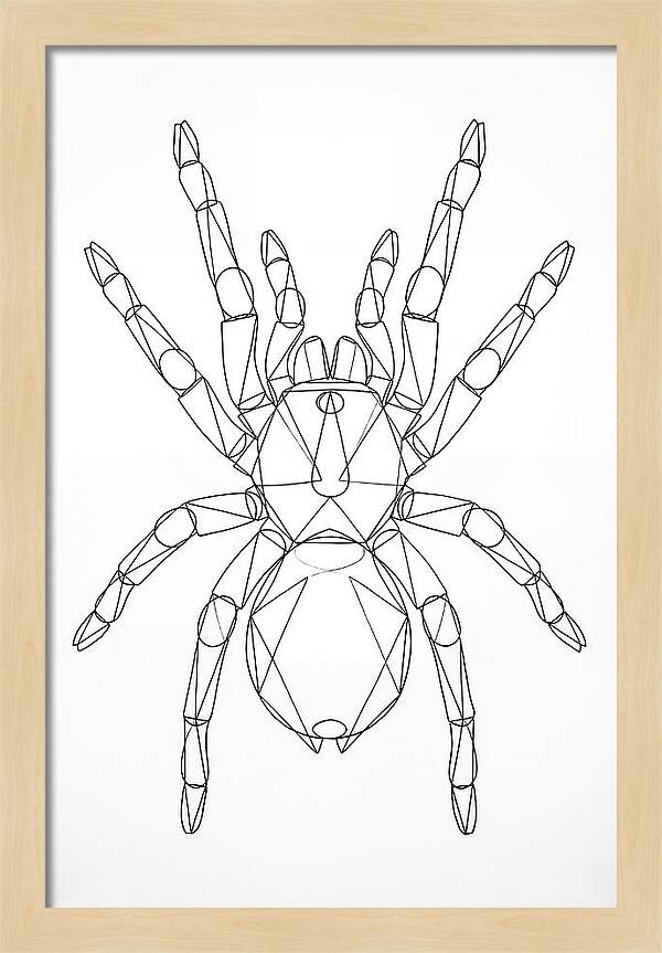 Tarantula Minimalist
