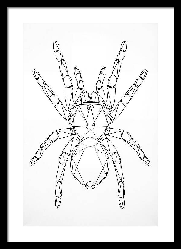 Tarantula Minimalist