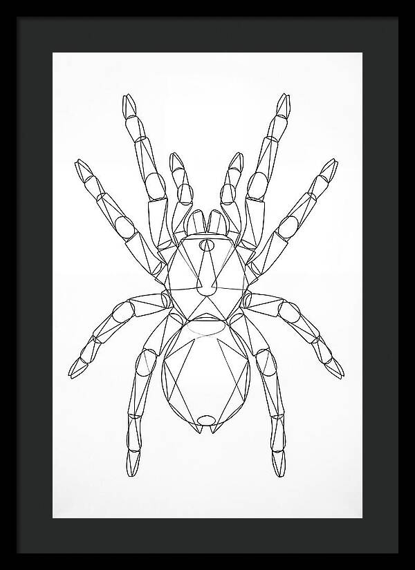 Tarantula Minimalist