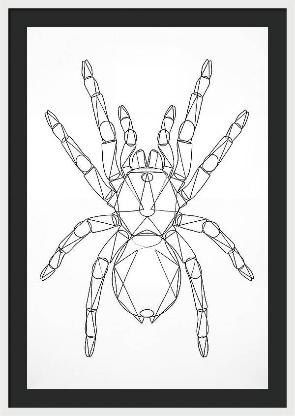 Tarantula Minimalist