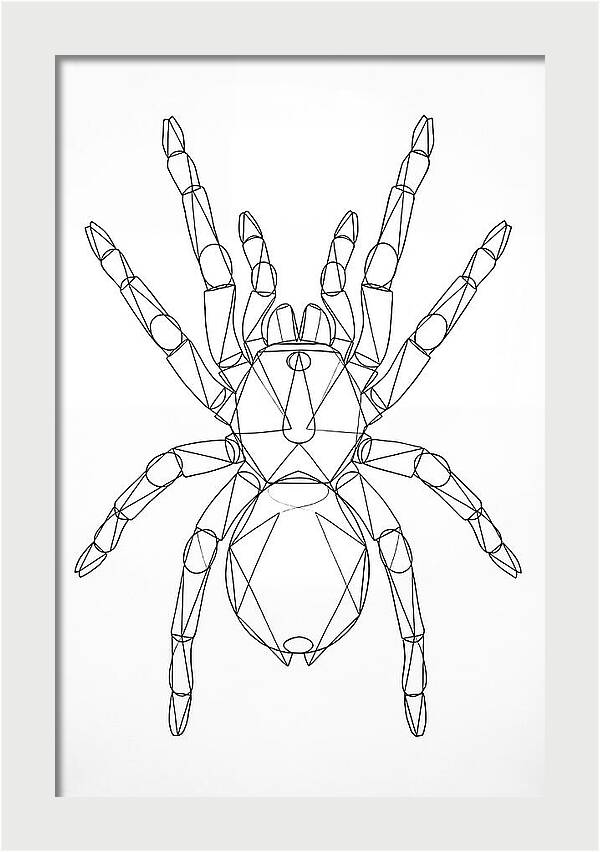 Tarantula Minimalist