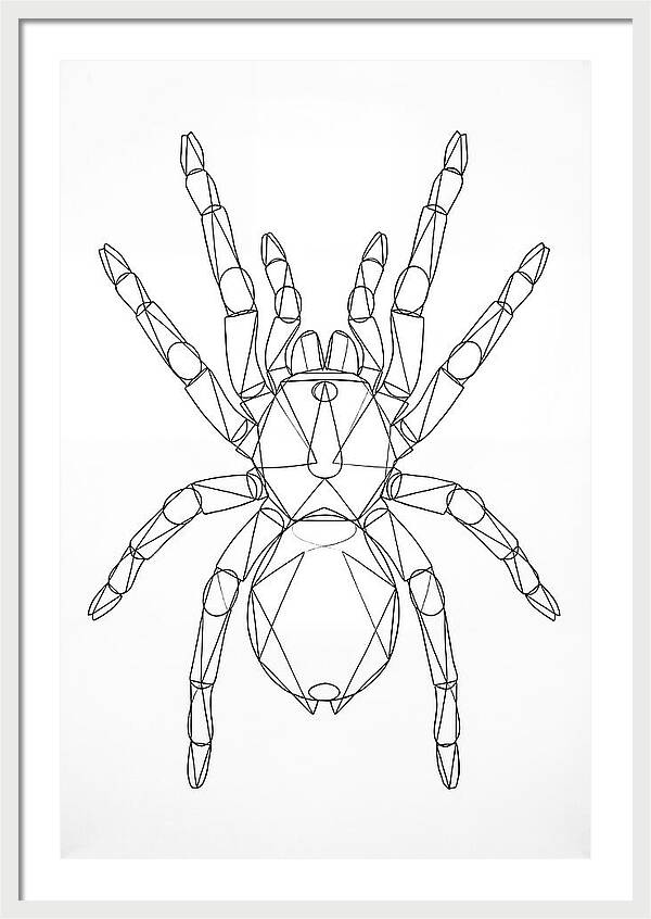 Tarantula Minimalist